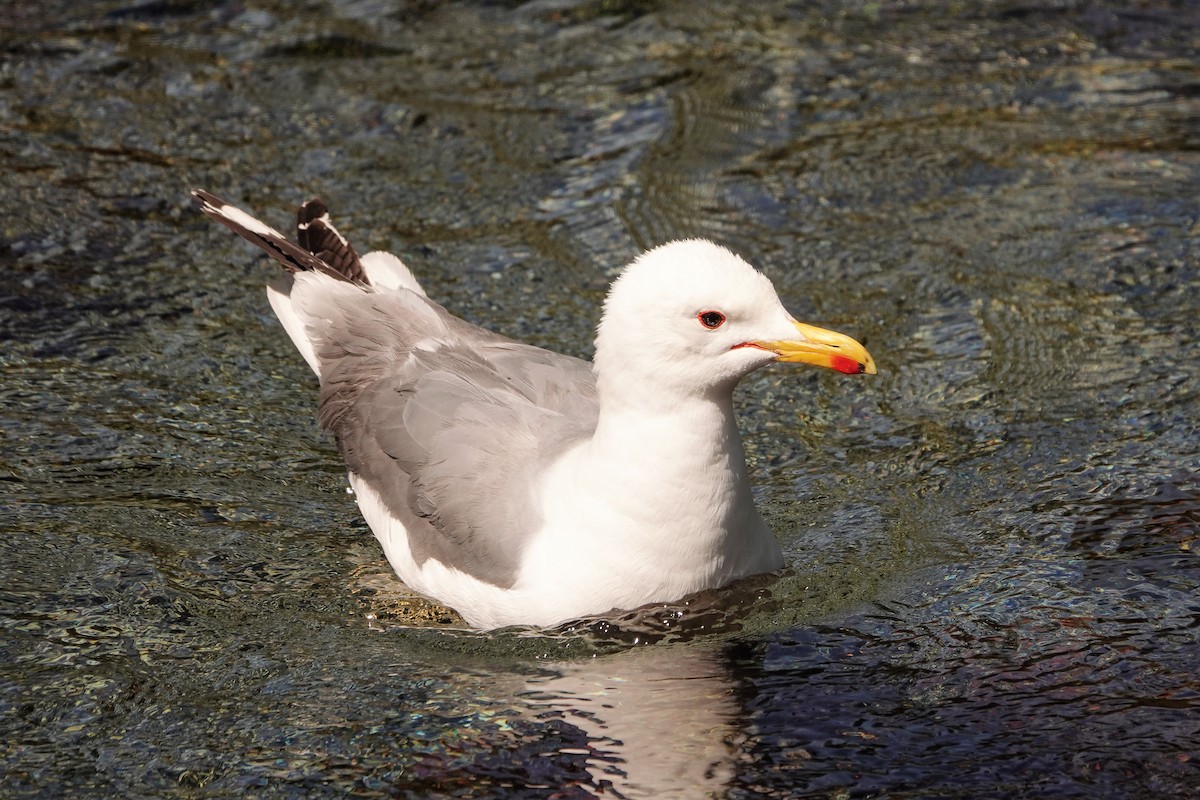 California Gull - ML350508811