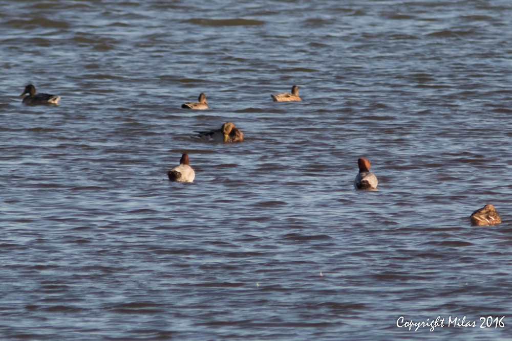 Common Pochard - ML35050931