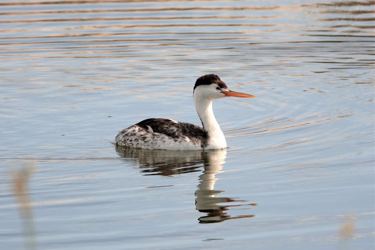 Clark's Grebe - ML350509691