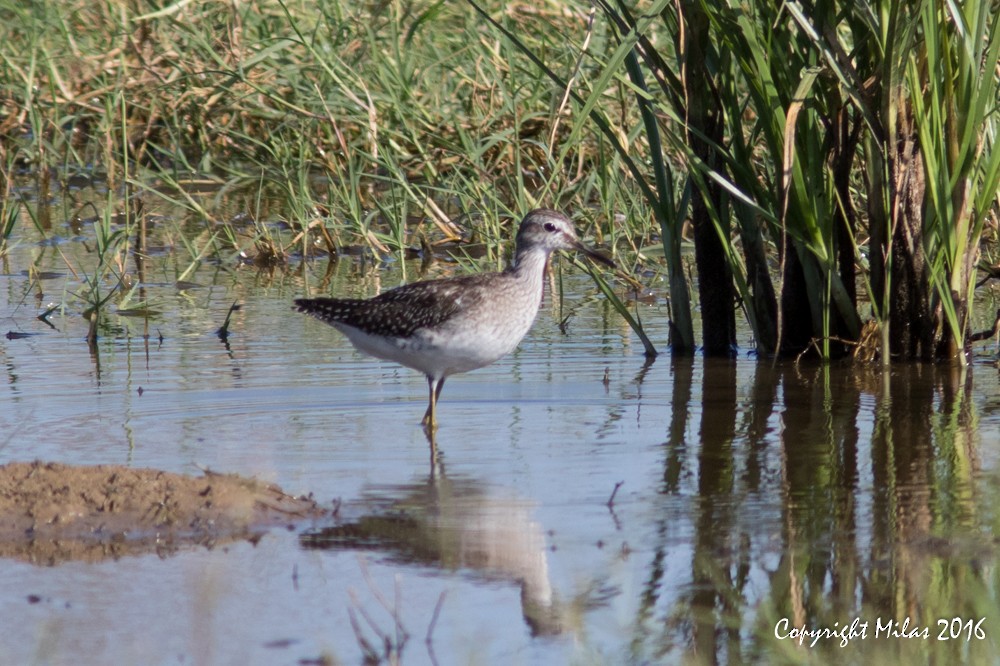 Wood Sandpiper - ML35051011