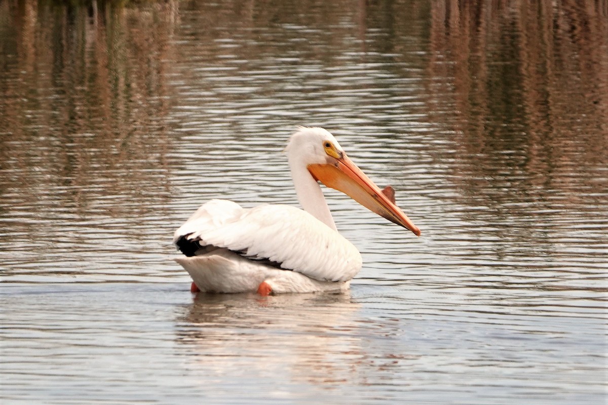 American White Pelican - ML350510831