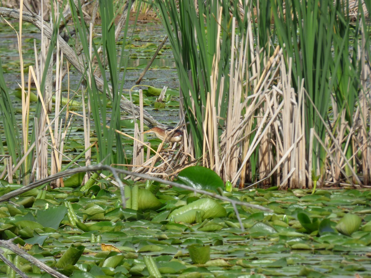 Least Bittern - ML350511101