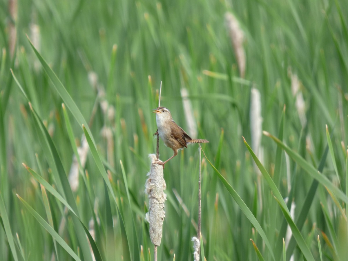 Marsh Wren - ML350511261