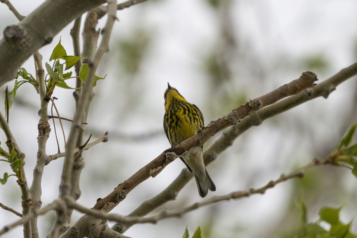 Cape May Warbler - Joey Negreann