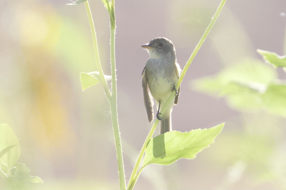 Willow Flycatcher - ML350512201