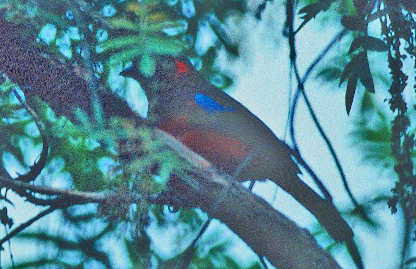 Scarlet-bellied Mountain Tanager - ML350512341