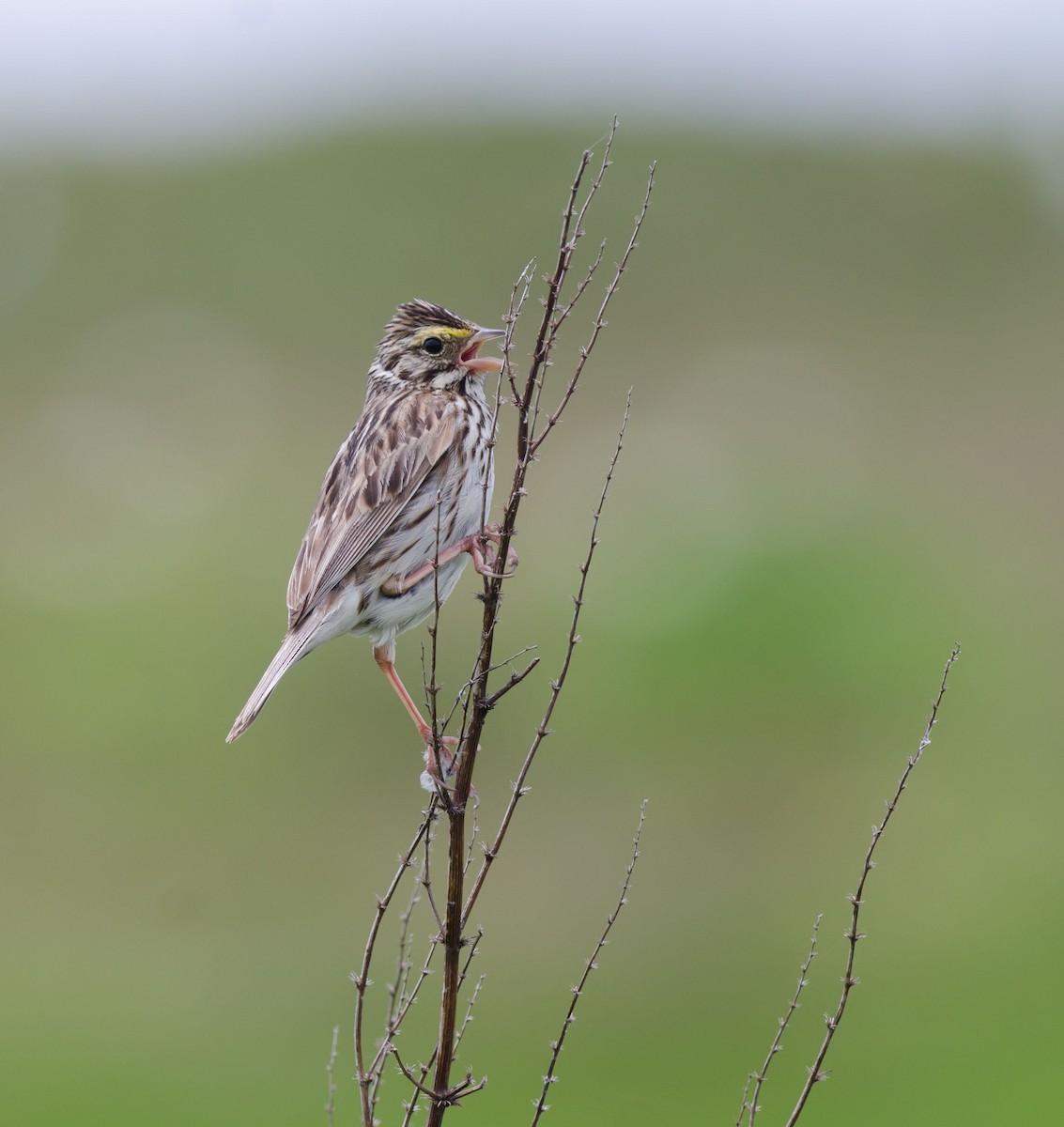 Savannah Sparrow (Savannah) - ML350516581