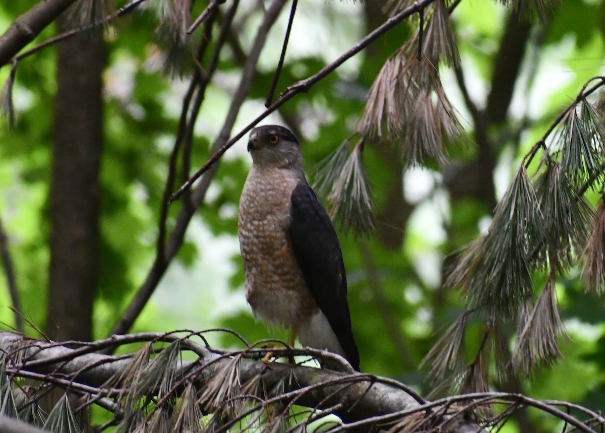 Cooper's Hawk - ML350517241