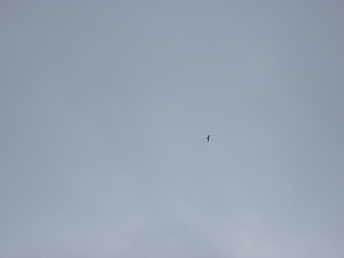 Swallow-tailed Kite - ML35051831