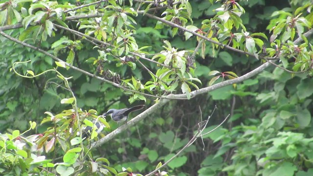 Blue-and-white Mockingbird - ML350518371