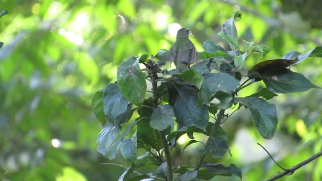 Guatemalan Tyrannulet - ML350518671