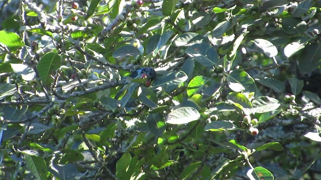 Azure-rumped Tanager - ML350520251