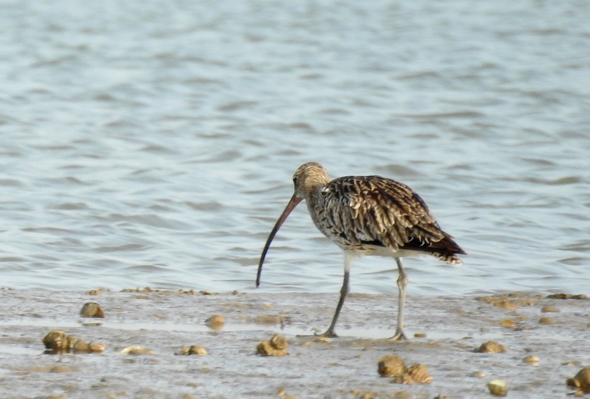 Eurasian Curlew - ML35052071