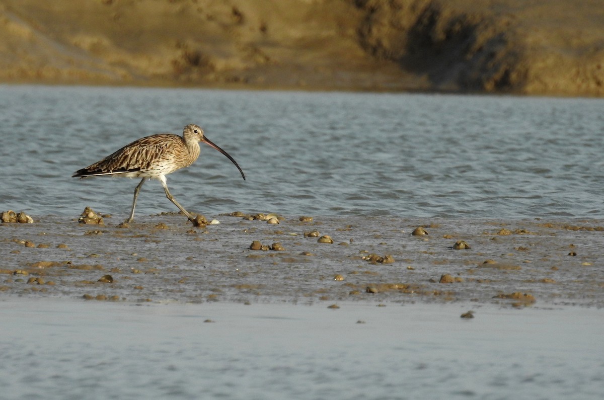 Eurasian Curlew - ML35052131