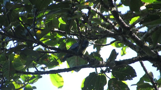 Azure-rumped Tanager - ML350521531