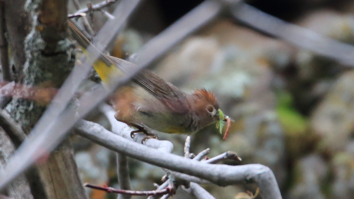 Virginia's Warbler - ML350523491