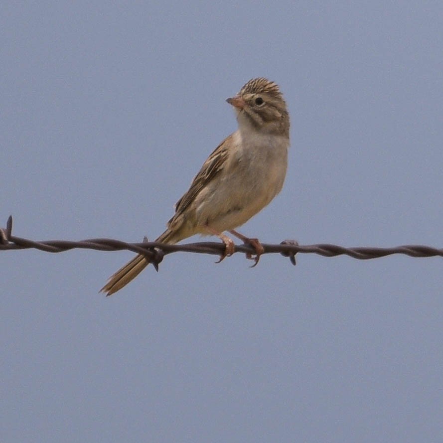 Brewer's Sparrow - ML350523851