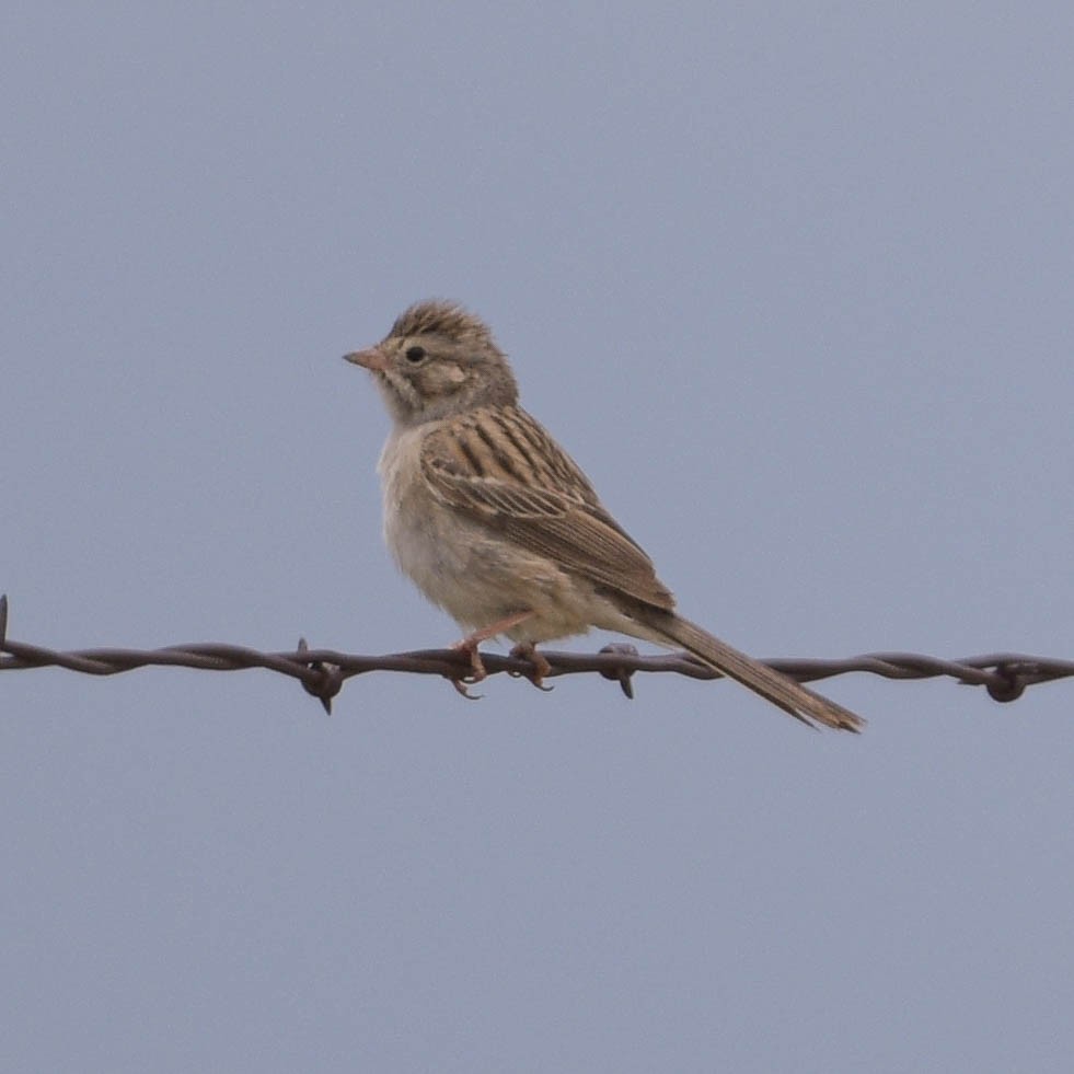 Brewer's Sparrow - ML350523861