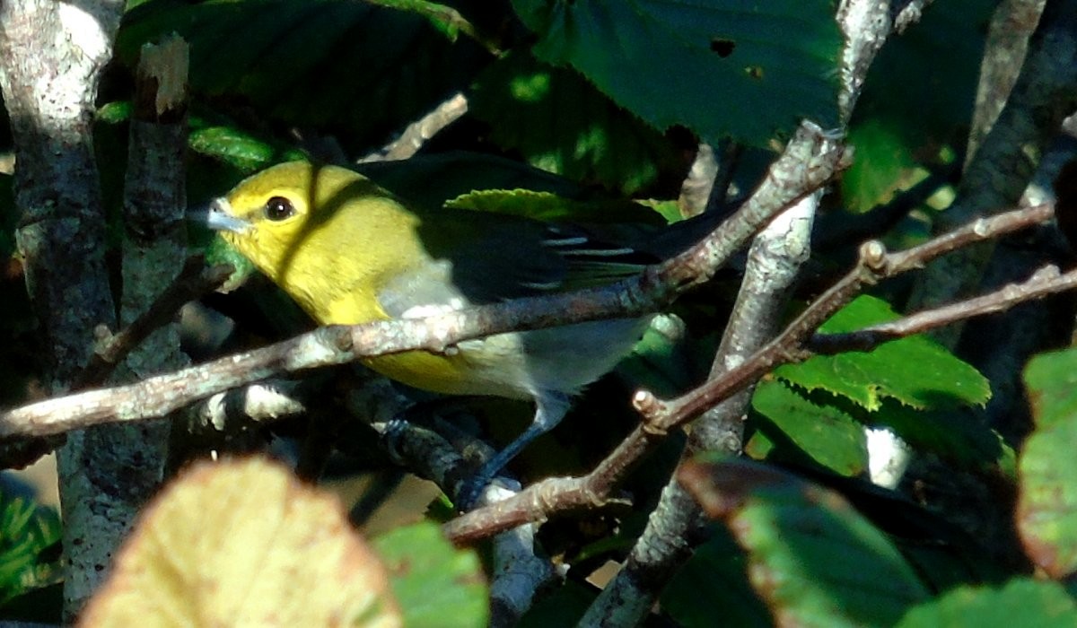 Vireo Gorjiamarillo - ML35052391