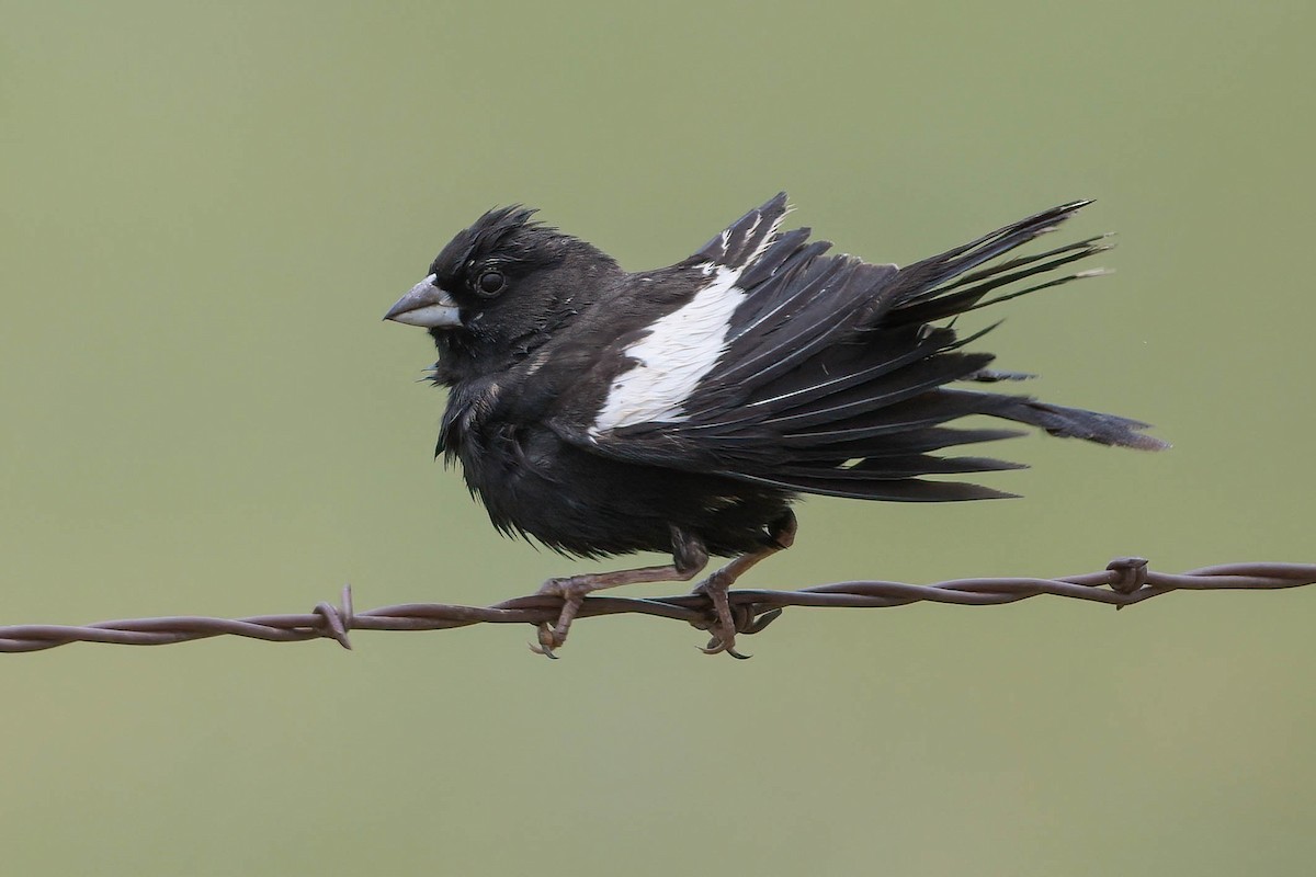 Lark Bunting - ML350523981