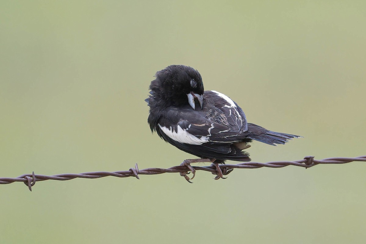 Lark Bunting - ML350523991