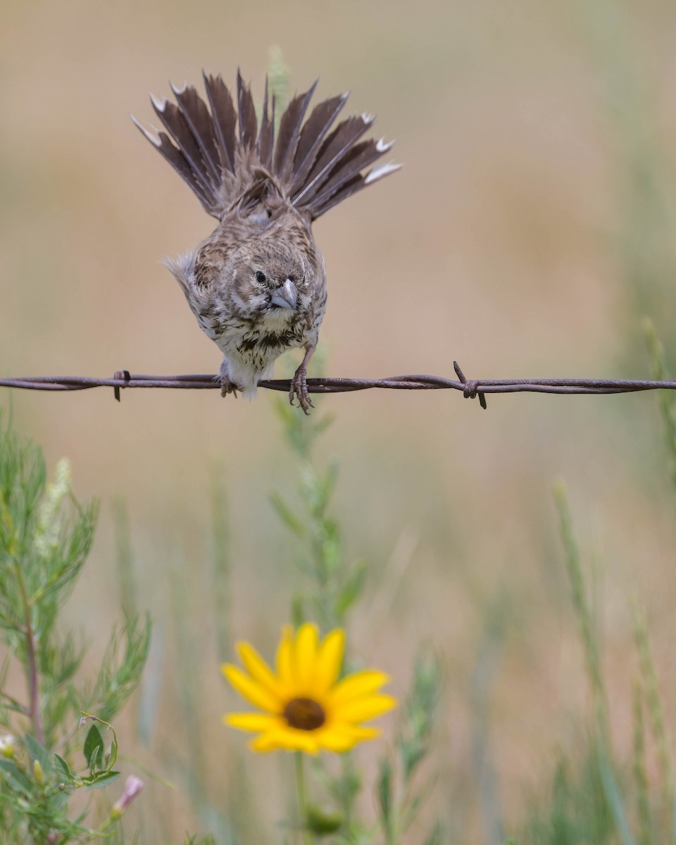 Lark Bunting - ML350524021