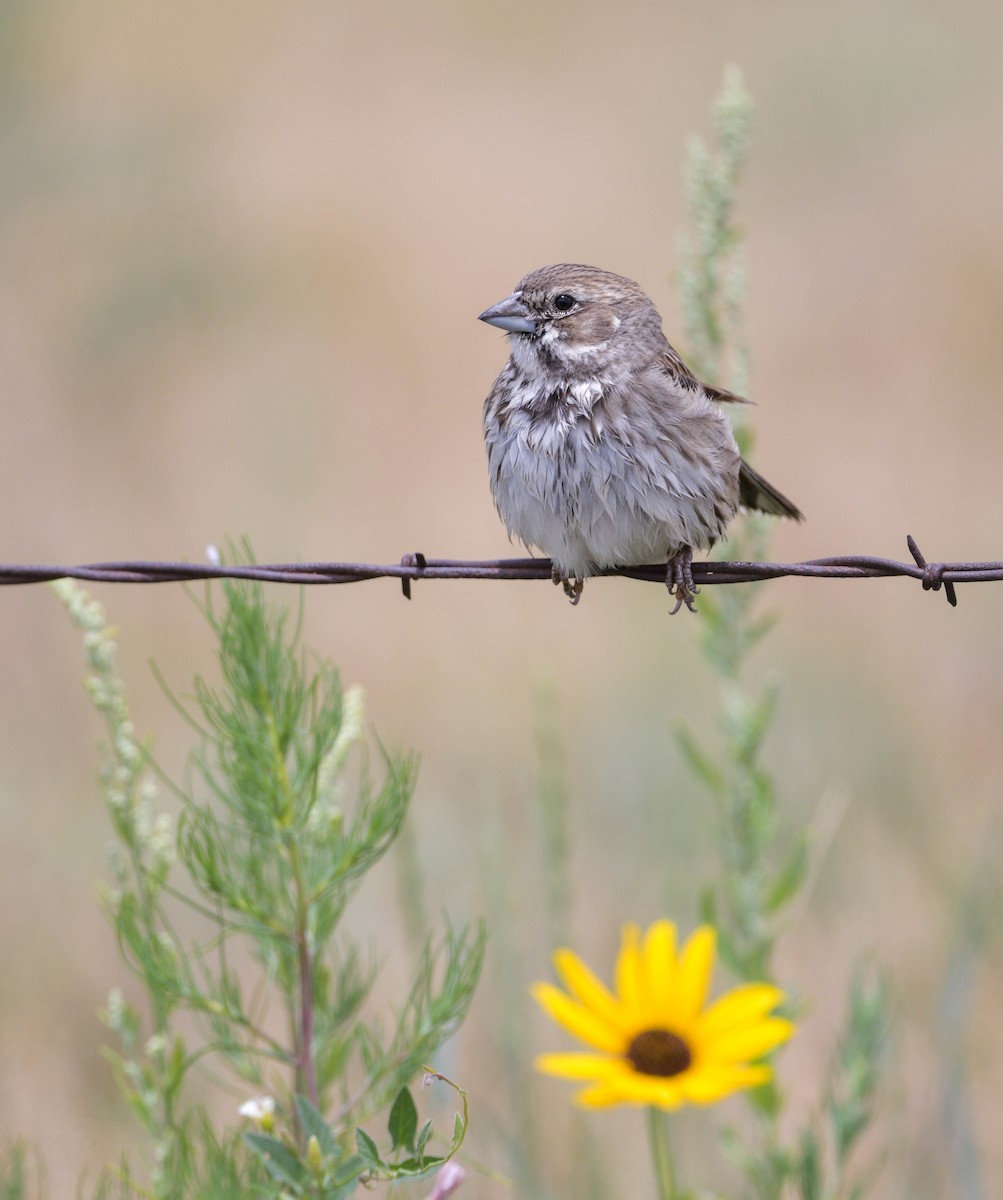 Lark Bunting - ML350524051