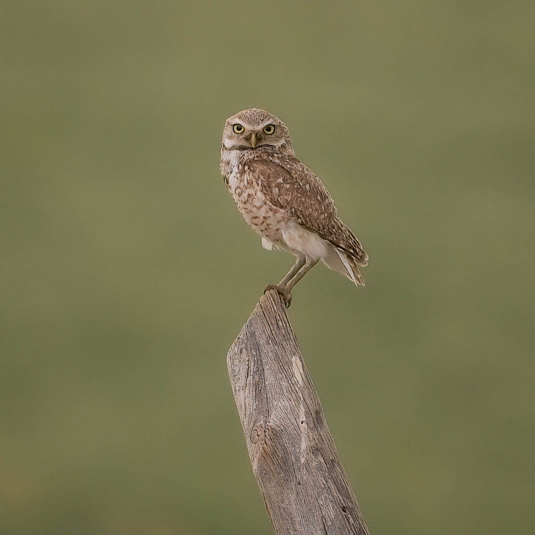 Burrowing Owl - ML350524071