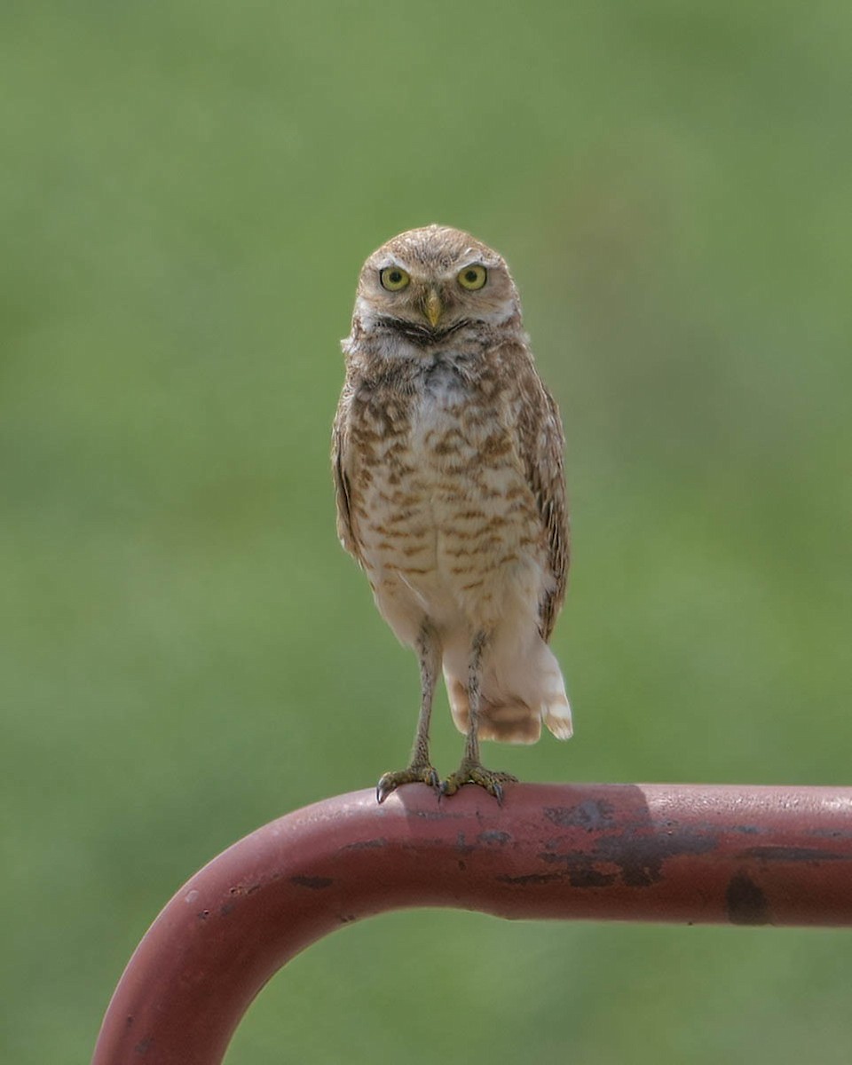 Burrowing Owl - ML350524081