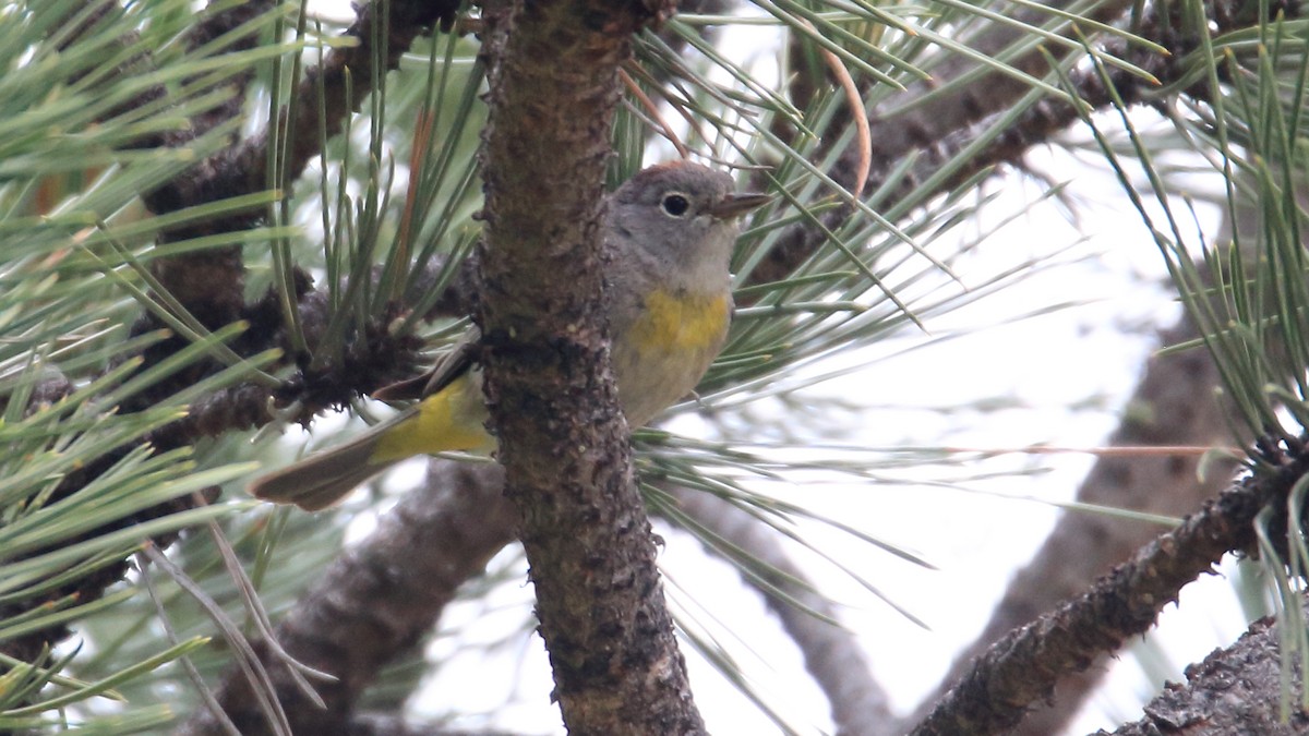 Virginia's Warbler - ML350524581