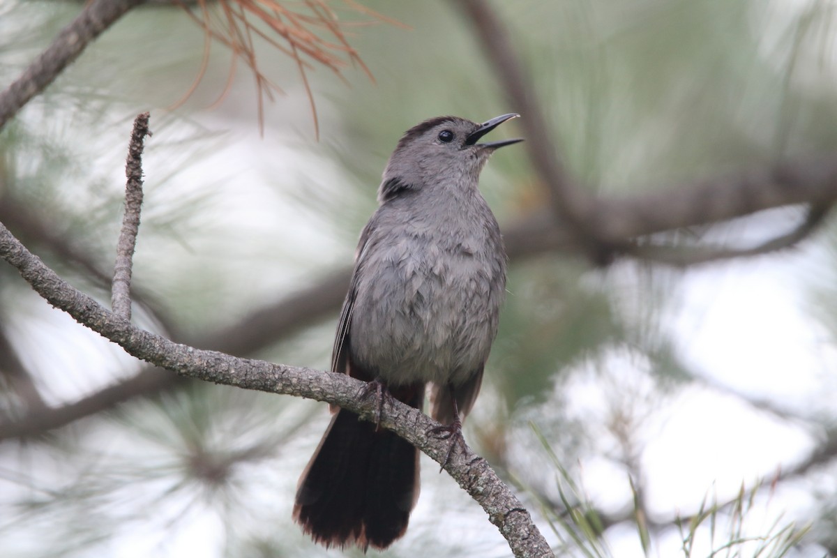 Gray Catbird - ML350525731