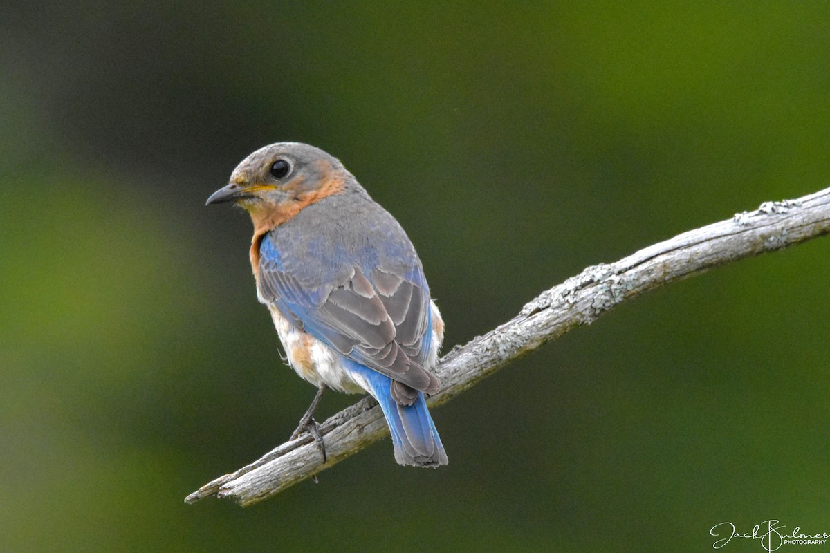 Eastern Bluebird - ML350526631