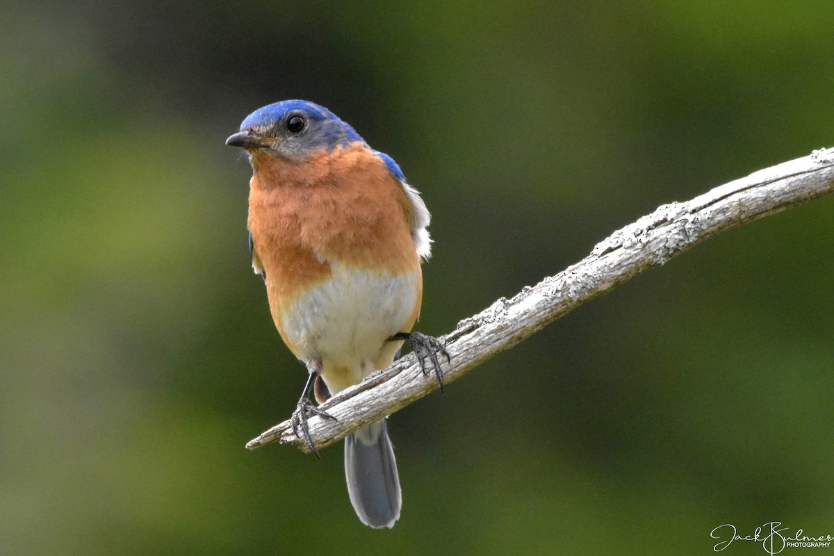 Eastern Bluebird - ML350526641