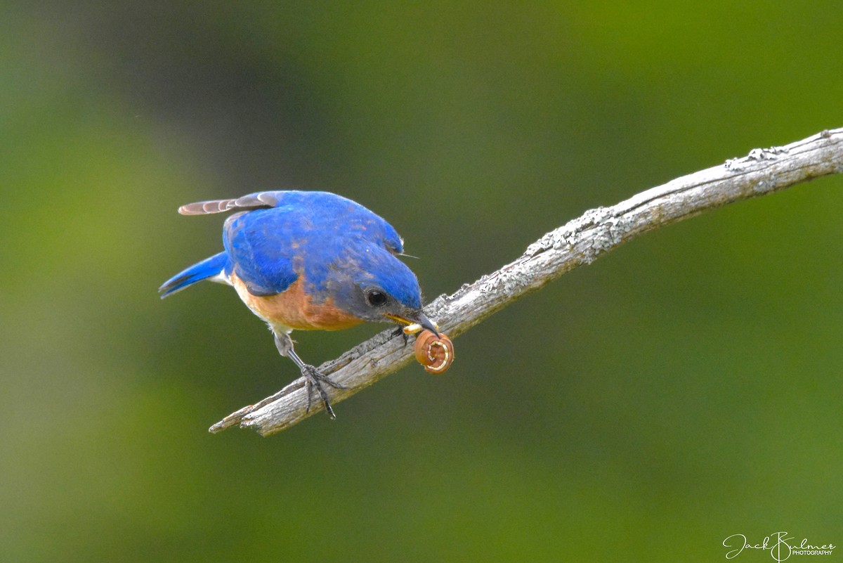 Eastern Bluebird - ML350526651