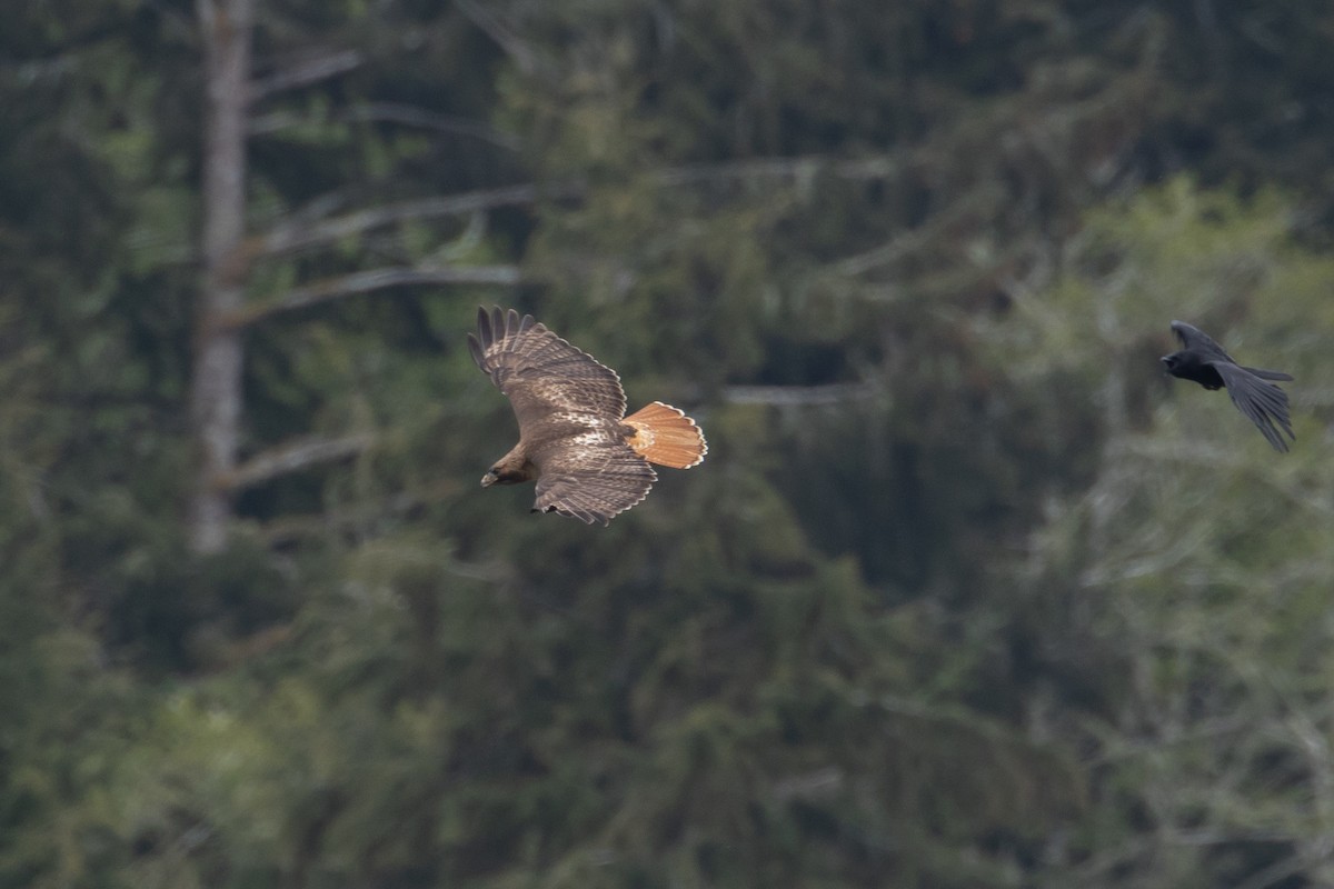 Red-tailed Hawk - ML350527221