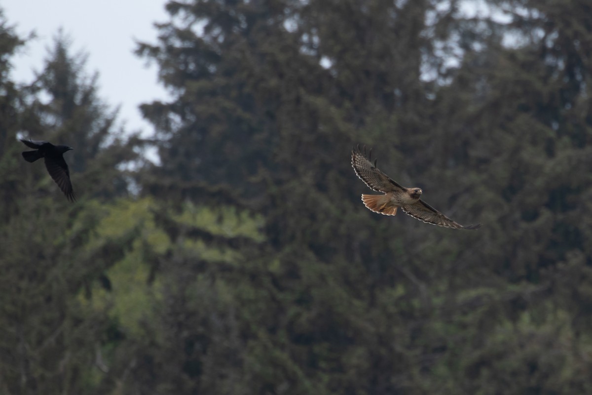 Red-tailed Hawk - ML350527241
