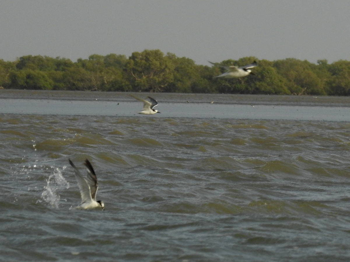 Little Tern - ML35052831