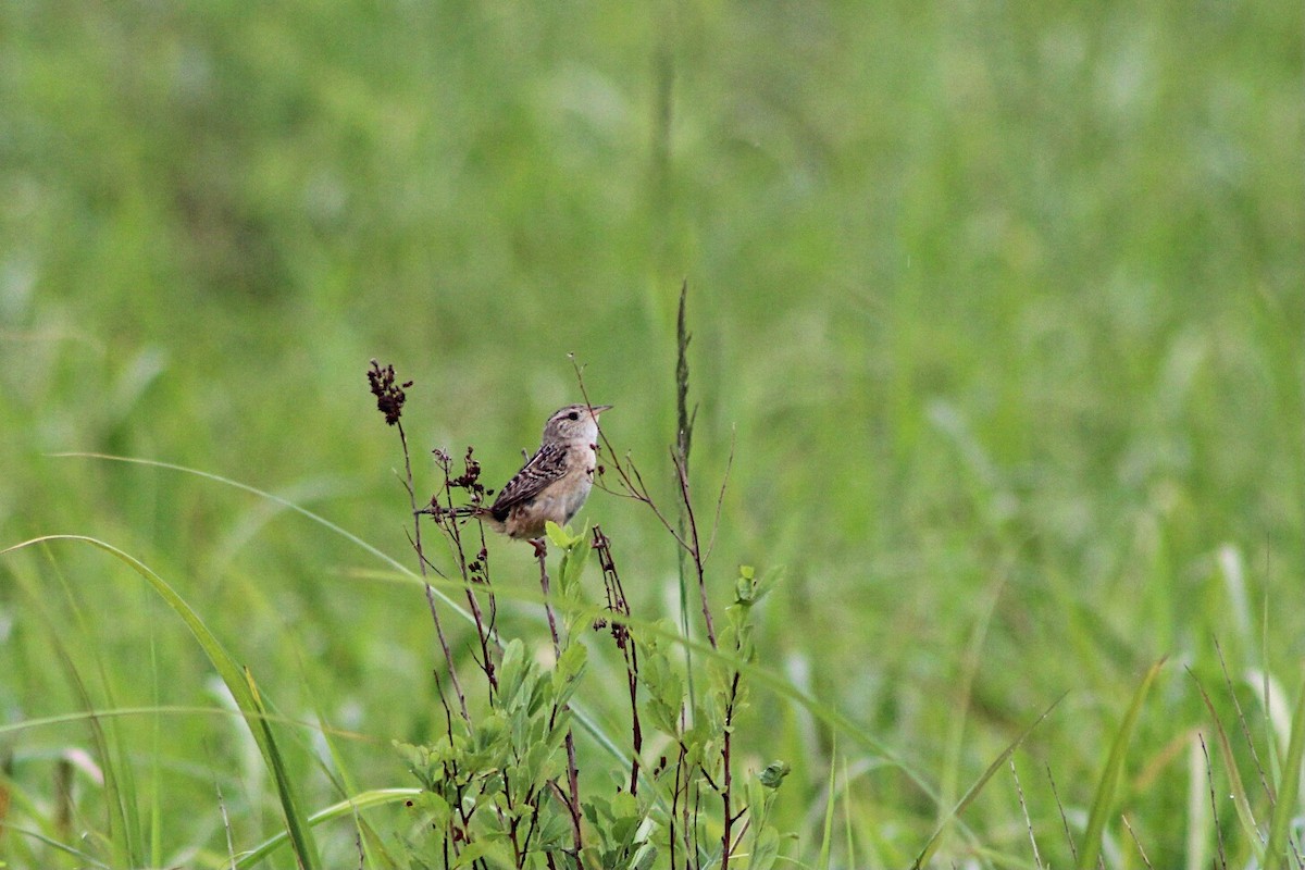 Sedge Wren - Hannah Dodington