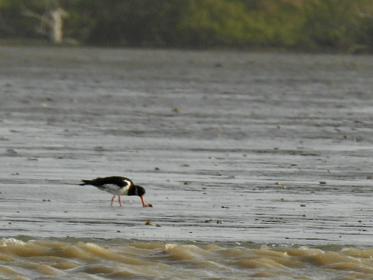 Eurasian Oystercatcher - ML35052871