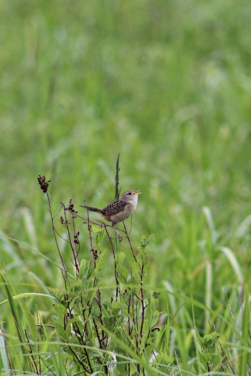 Sedge Wren - ML350528711