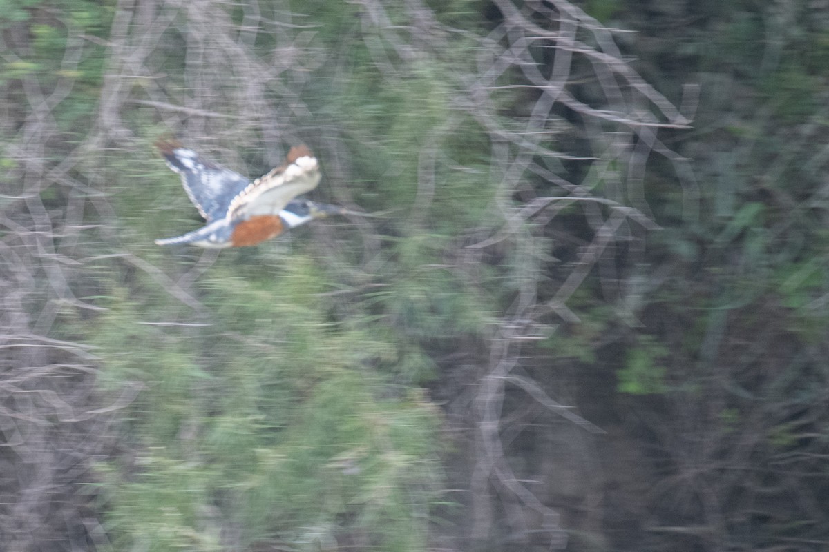 Ringed Kingfisher - ML350529021