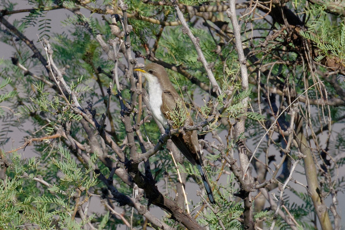 Yellow-billed Cuckoo - ML350529461