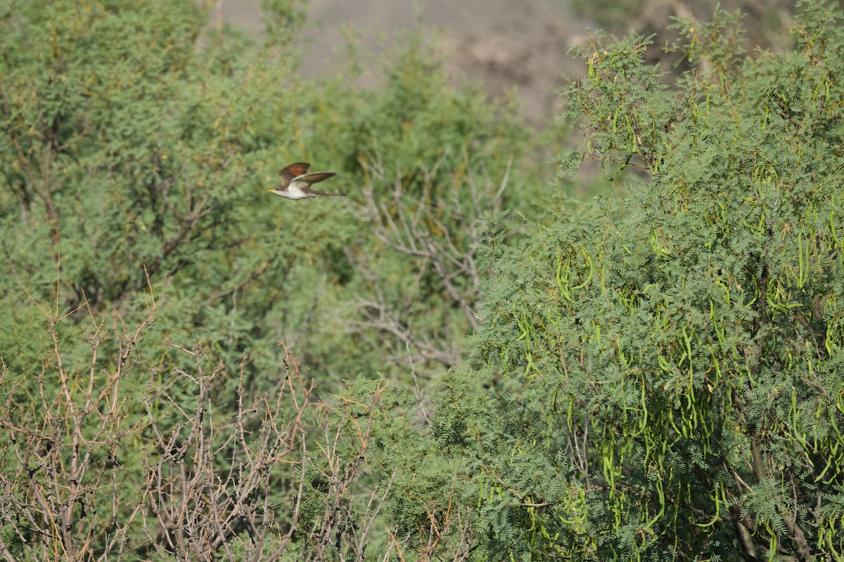 Yellow-billed Cuckoo - ML350529471