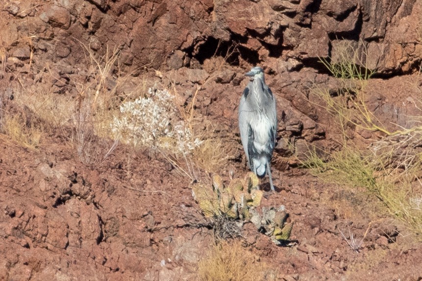 Great Blue Heron - ML350529911