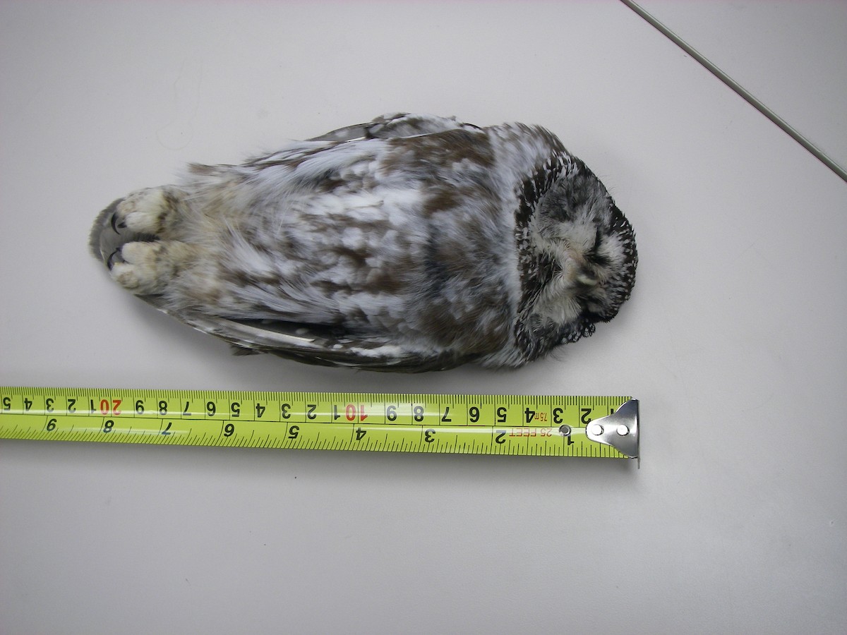 Boreal Owl - Historical Kodiak Archipelago  Data