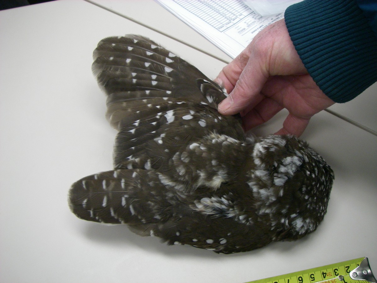 Boreal Owl - Historical Kodiak Archipelago  Data