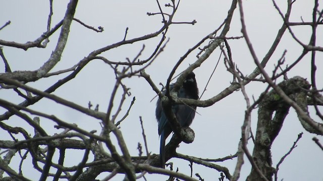 Bushy-crested Jay - ML350530871