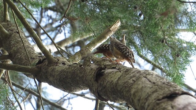 Band-backed Wren - ML350530961