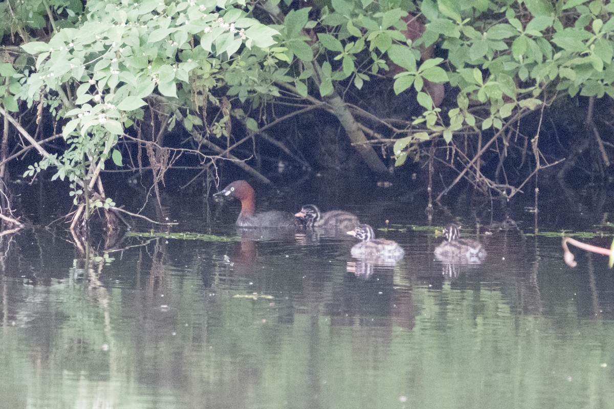 Little Grebe - ML350531861