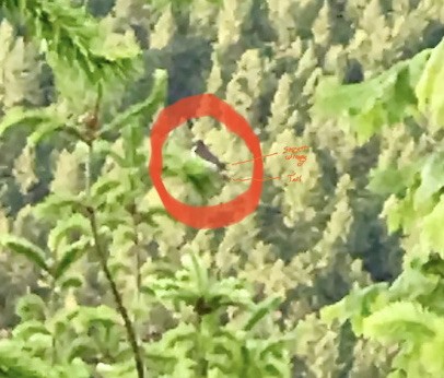 Eastern Kingbird - ML350531951